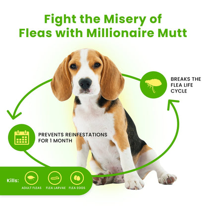 Flea & Tick Concentrate